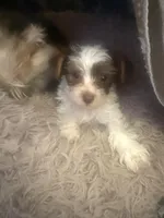 Bellarina , a female Yorkshire Terrier for sale in Macon, GA – Photo 4 of 10