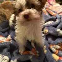 Bellarina , a female Yorkshire Terrier for sale in Macon, GA – Photo 7 of 8