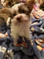 Bellarina , a female Yorkshire Terrier for sale in Macon, GA – Photo 8 of 10