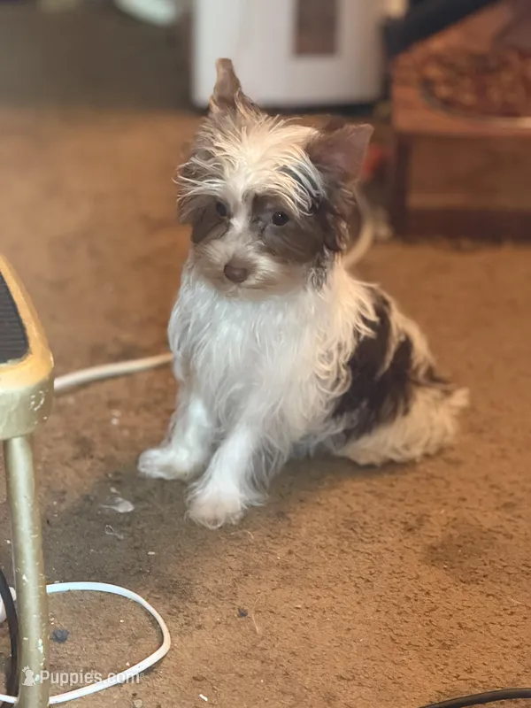 Bellarina  – Yorkshire Terrier puppy for sale in Macon, GA