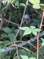 Lacey, a female Yorkshire Terrier for sale in Macon, GA – 2 of 10