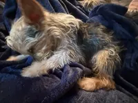 Sugar Baby , a male Yorkshire Terrier for sale in Macon, GA – 5 of 10