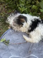Jimmy, a male Yorkshire Terrier for sale in Macon, GA – 6 of 10