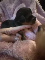 Buster , a male Yorkshire Terrier for sale in Macon, GA – 7 of 10