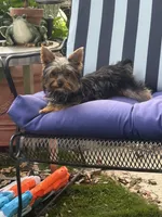 Pepper , a female Yorkshire Terrier for sale in Macon, GA – 10 of 10