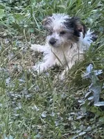 Jimmy, a male Yorkshire Terrier for sale in Macon, GA – 5 of 10