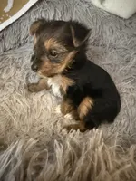 Elena, a female Yorkshire Terrier for sale in Macon, GA – 3 of 10
