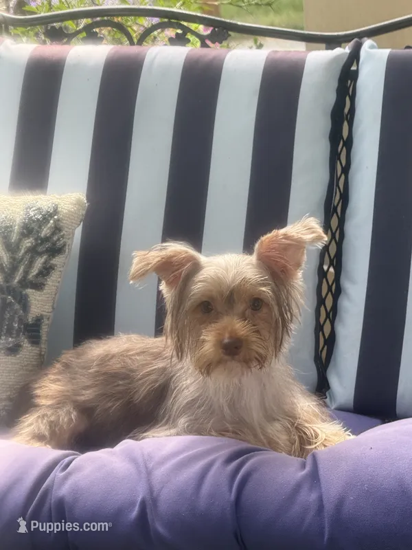 Starla – Yorkshire Terrier puppy for sale in Macon, GA
