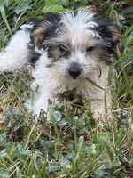 Jimmy, a male Yorkshire Terrier for sale in Macon, GA – 3 of 10
