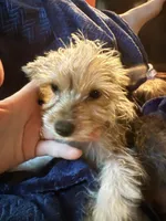 Sugar Baby , a male Yorkshire Terrier for sale in Macon, GA – 2 of 10