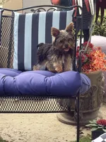 Pepper , a female Yorkshire Terrier for sale in Macon, GA – 7 of 10