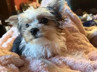 Lady Julia II, a female Yorkshire Terrier for sale in Macon, GA – 5 of 6