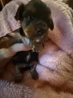 Buster , a male Yorkshire Terrier for sale in Macon, GA – 4 of 10