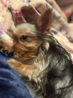 Rosie, a female Yorkshire Terrier for sale in Macon, GA – 3 of 10