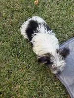 Jimmy, a male Yorkshire Terrier for sale in Macon, GA – 8 of 10
