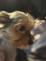 Rosie, a female Yorkshire Terrier for sale in Macon, GA – 10 of 10