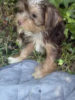 Blue Bell, a female Yorkshire Terrier for sale in Macon, GA – 3 of 9