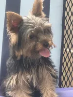 Pepper , a female Yorkshire Terrier for sale in Macon, GA – 8 of 10