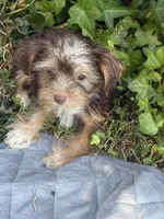 Blue Bell, a female Yorkshire Terrier for sale in Macon, GA – 1 of 9