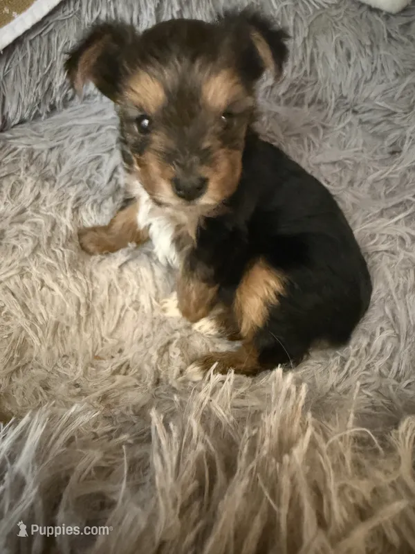 Elena – Yorkshire Terrier puppy for sale in Macon, GA
