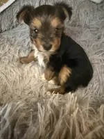 Elena, a female Yorkshire Terrier for sale in Macon, GA – 1 of 10