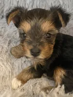 Elena, a female Yorkshire Terrier for sale in Macon, GA – 6 of 10