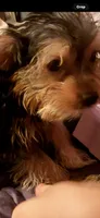 Fluffy , a male Yorkshire Terrier for sale in Macon, GA – 10 of 10