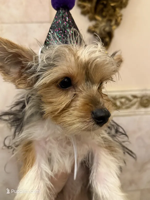 Sugar Baby  – Yorkshire Terrier puppy for sale in Macon, GA