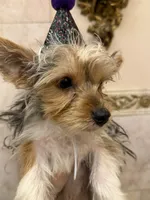 Sugar Baby , a male Yorkshire Terrier for sale in Macon, GA – 1 of 10