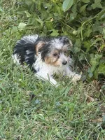 Lacey, a female Yorkshire Terrier for sale in Macon, GA – 8 of 10