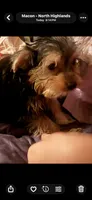 Fluffy , a male Yorkshire Terrier for sale in Macon, GA – 8 of 10