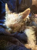 Sugar Baby , a male Yorkshire Terrier for sale in Macon, GA – 7 of 10