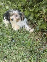 Lacey, a female Yorkshire Terrier for sale in Macon, GA – 6 of 10