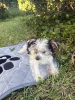 Jimmy, a male Yorkshire Terrier for sale in Macon, GA – 10 of 10