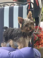 Pepper , a female Yorkshire Terrier for sale in Macon, GA – 1 of 10