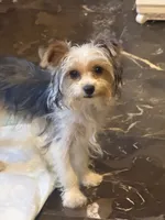 Peppy , a female Yorkshire Terrier for sale in Macon, GA – 1 of 10
