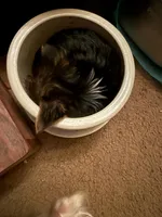 Elena, a female Yorkshire Terrier for sale in Macon, GA – 9 of 10