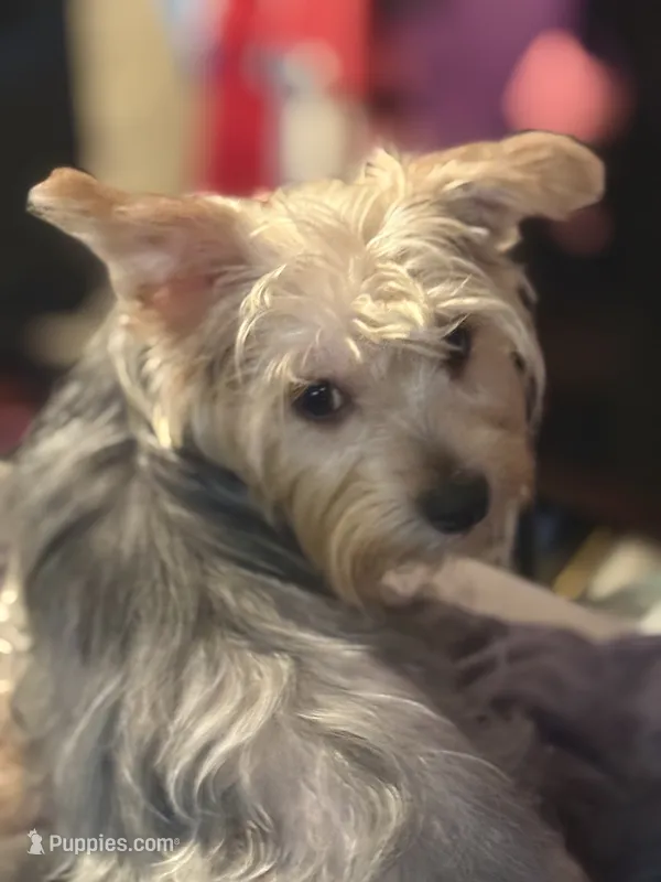 Sugar – Yorkshire Terrier puppy for sale in Macon, GA