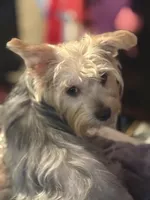 Sugar, a female Yorkshire Terrier for sale in Macon, GA – 1 of 7