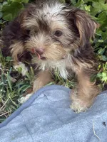 Blue Bell, a female Yorkshire Terrier for sale in Macon, GA – 5 of 9
