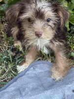 Blue Bell, a female Yorkshire Terrier for sale in Macon, GA – 7 of 9