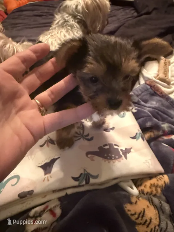 Elena – Yorkshire Terrier puppy for sale in Macon, GA