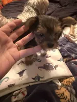 Elena, a female Yorkshire Terrier for sale in Macon, GA – 4 of 10