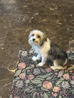 Peppy , a female Yorkshire Terrier for sale in Macon, GA – 6 of 10