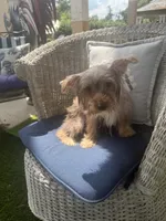 Starla, a female Yorkshire Terrier for sale in Macon, GA – 3 of 10