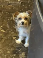 Peppy , a female Yorkshire Terrier for sale in Macon, GA – 3 of 10
