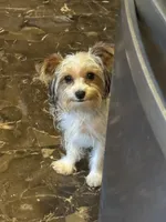 Peppy , a female Yorkshire Terrier for sale in Macon, GA – 2 of 10