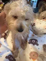 Sugar, a female Yorkshire Terrier for sale in Macon, GA – 5 of 7