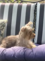 Starla, a female Yorkshire Terrier for sale in Macon, GA – 5 of 10