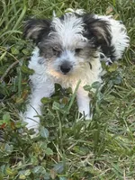 Jimmy, a male Yorkshire Terrier for sale in Macon, GA – 7 of 10